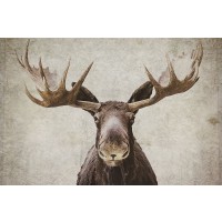 Natasia Cook - Moose