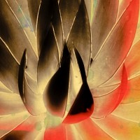 Ryan Hartson-Weddle - Aloe in the Sun III