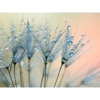 Ingrid Beddoes - Summer Rain