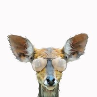 Kim Curinga - Daring DeerÂ 