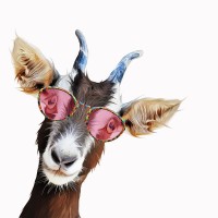 Kim Curinga - Goofy GoatÂ 