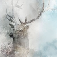 Ken Roko - Stag Gaze II