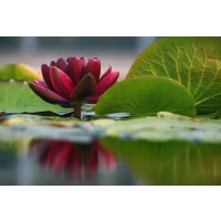 Leda Robertson - Lily Reflections II