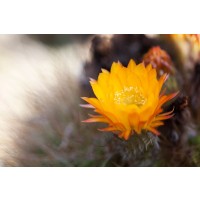 Lily Mourier - Wild Flowers I