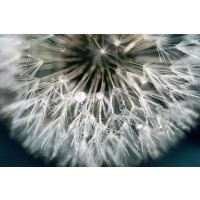 Irene Miller - Dandelion Wishes