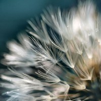 Irene Miller - Dandelion Dreams I