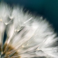 Irene Miller - Dandelion Dreams II