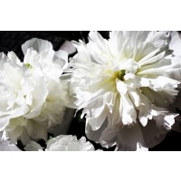 Irena Orlov - White Peony II 