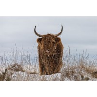 Van Den - Highlander in Snow