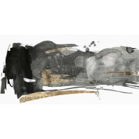 PI Studio  - Black Gesture II