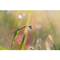 Sylvia Cook - Waterdrop