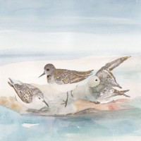 Stellar Design Studio - Beachside Birds IV
