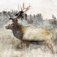 Stellar Design Studio - Mountain Elk II