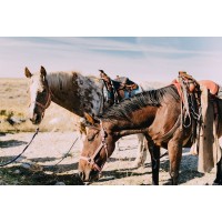 Chelsea Victoria - Two Saddle Horses I 