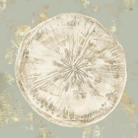 Aimee Wilson - Cone Shells II