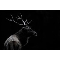 1x - Mei - The Deer Soul