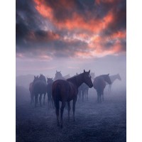 1x - Wild Horses