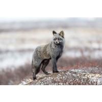 Catta - Cross Fox