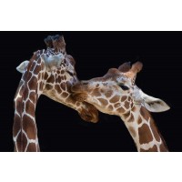 1x - Foeger-The Kiss