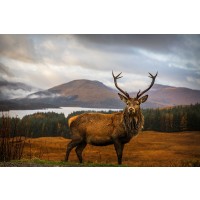 Popan - Scottish Stag 