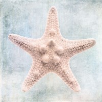 Christine Zalewski - Blue Cream Starfish 