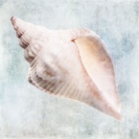 Christine Zalewski - Blue Cream Murex Shell 