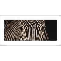 Marina Cano - Zebra Grevy 