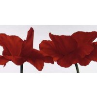 Red painted flowers  