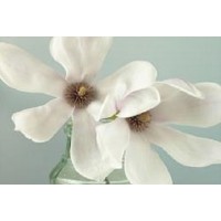 Magnolia Flowers  