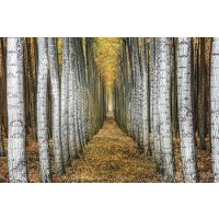 Michael Cahill - Tree Farm
