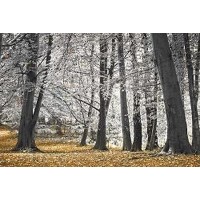 Assaf Frank - Autumn Trees And Leaves