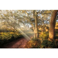 Celebrate Life Gallery - Inspiration