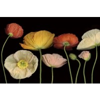 Pip Bloomfield - Poppy Garden I  