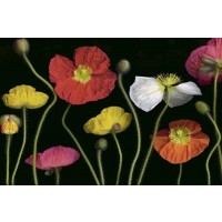 Pip Bloomfield - Poppy Garden II  