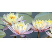 Diego Ceja - Lotus Panorama - Ovsz  