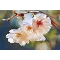 Leda Robertson - Cherry Blossom I  