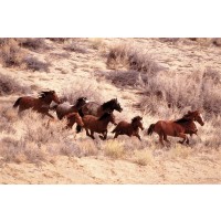 Horses  