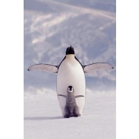 Pengouins  