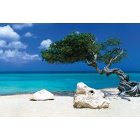 Divi Divi Tree  