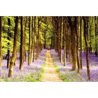 Forest Path  