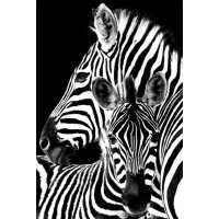 Zebra Love  