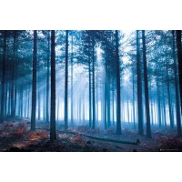 Forest Hope  