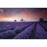 Lavender Field Dawn  