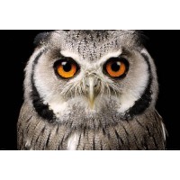 Owl Face  