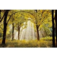 Lars Van De Goor - Dressed To Shine  