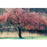 Lars Van De Goor - Me And My Tree  