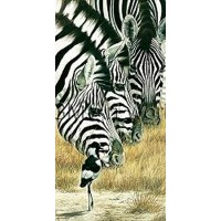 Black and White-Renato Casaro  