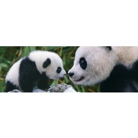 Panda - Mother & Cub  