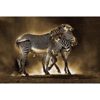 Zebra Mom Love  
