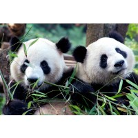 Panda Love  